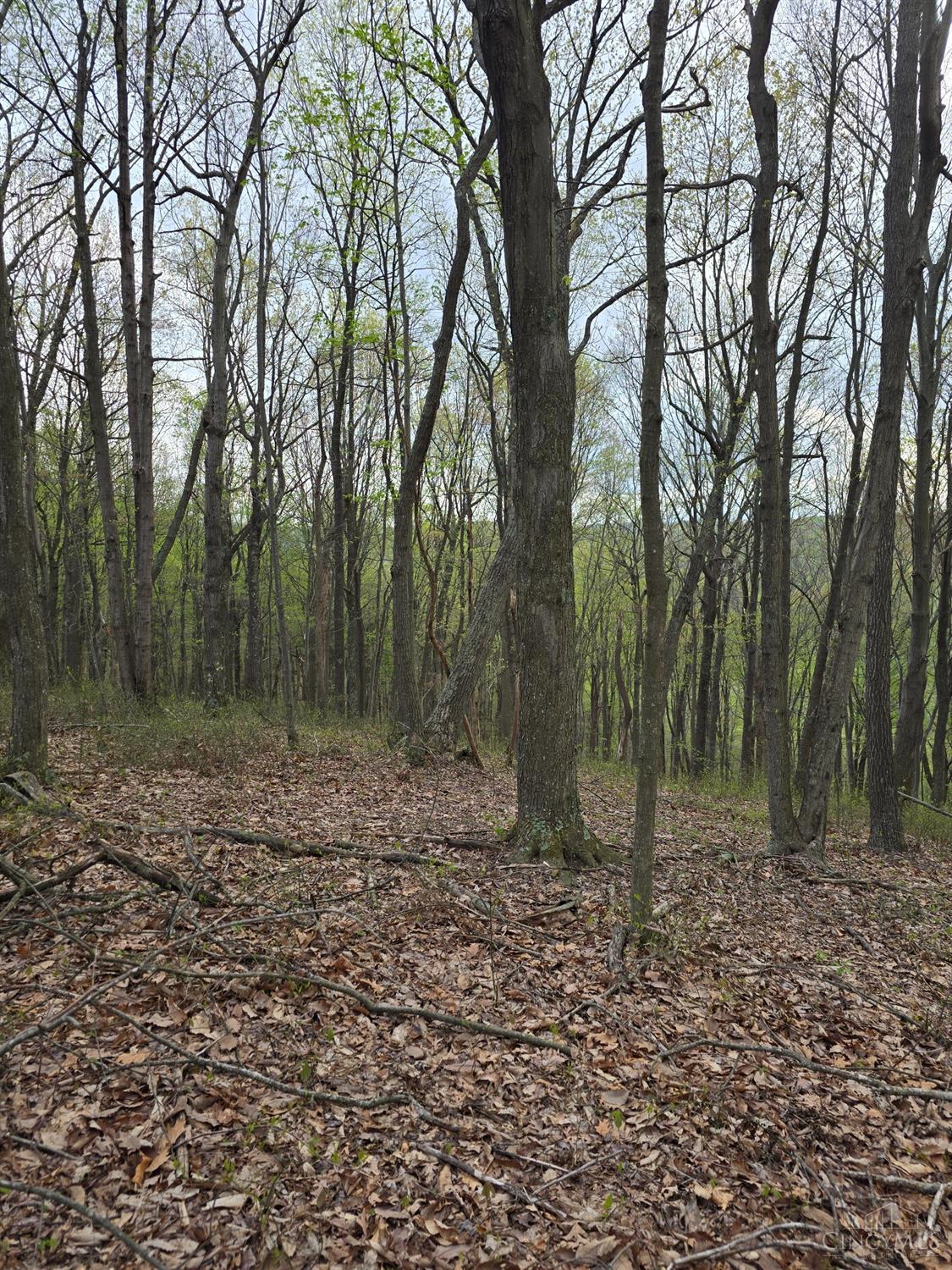 Hog Run Road, Stout, Ohio image 3