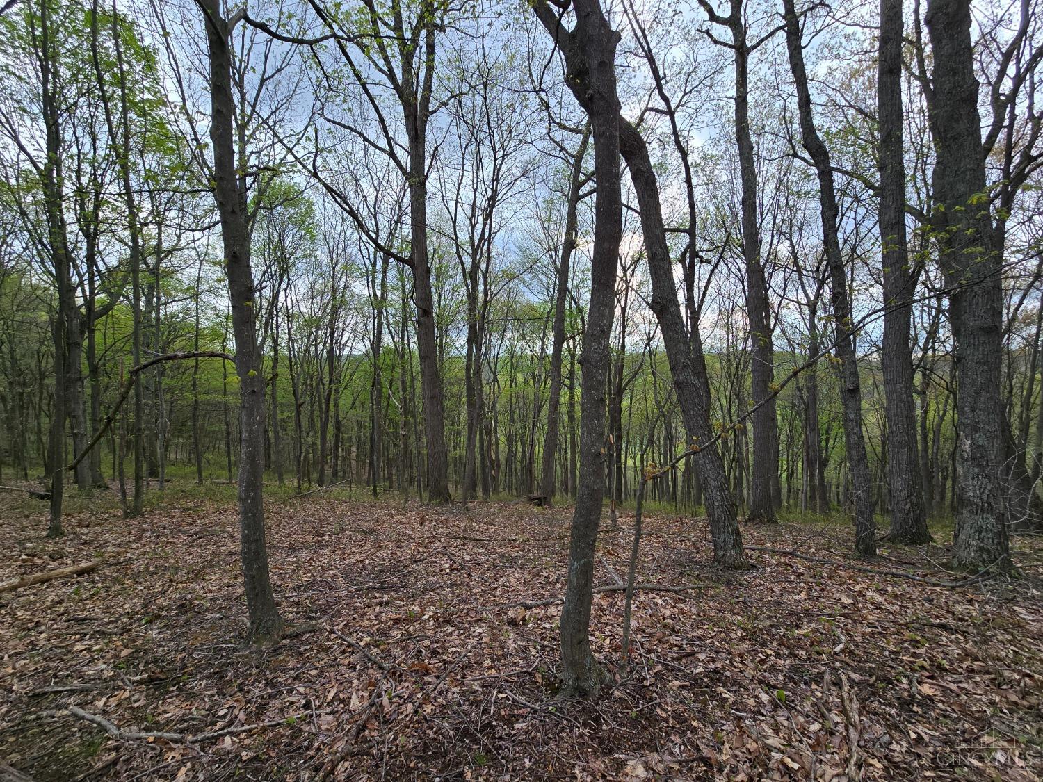 Hog Run Road, Stout, Ohio image 5