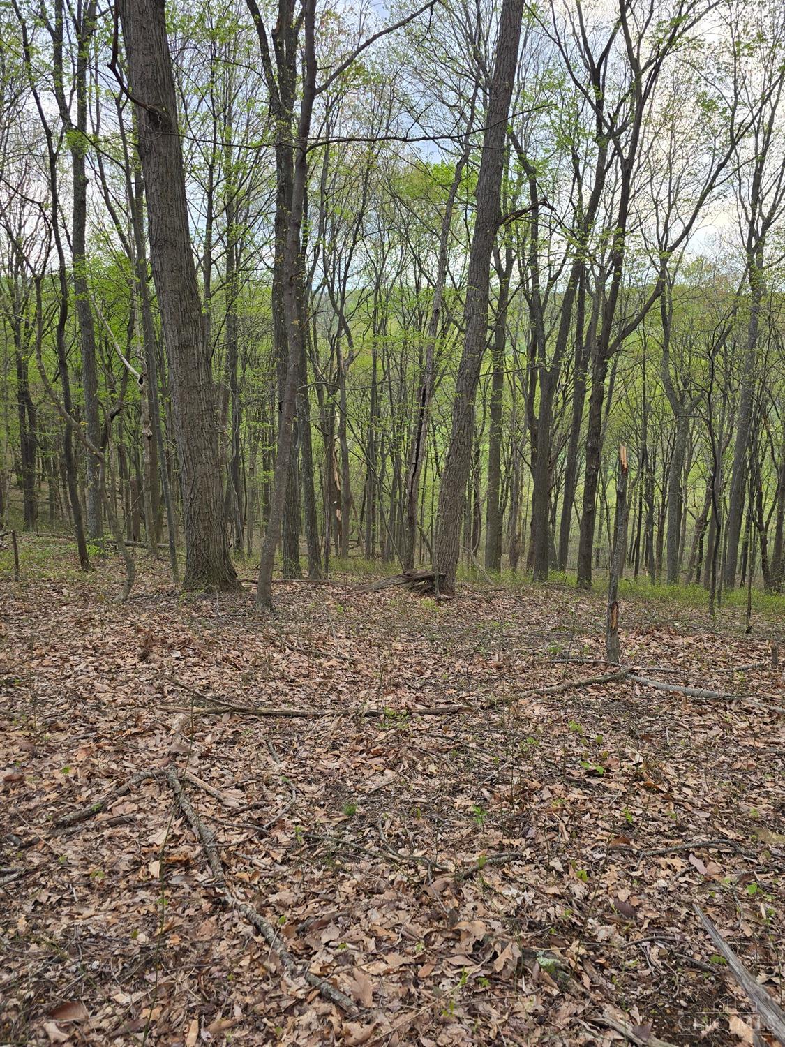 Hog Run Road, Stout, Ohio image 9