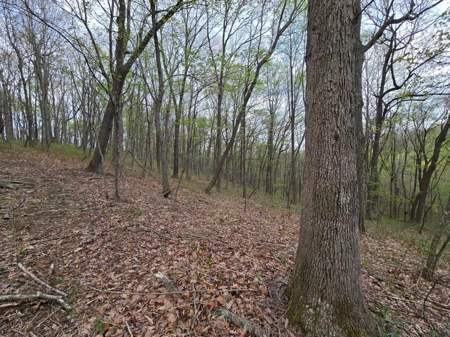 Hog Run Road, Stout, Ohio image 8
