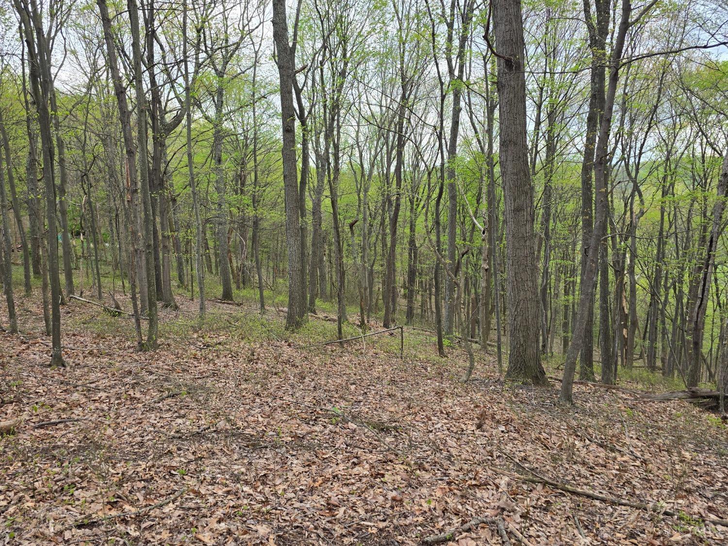 Hog Run Road, Stout, Ohio image 1