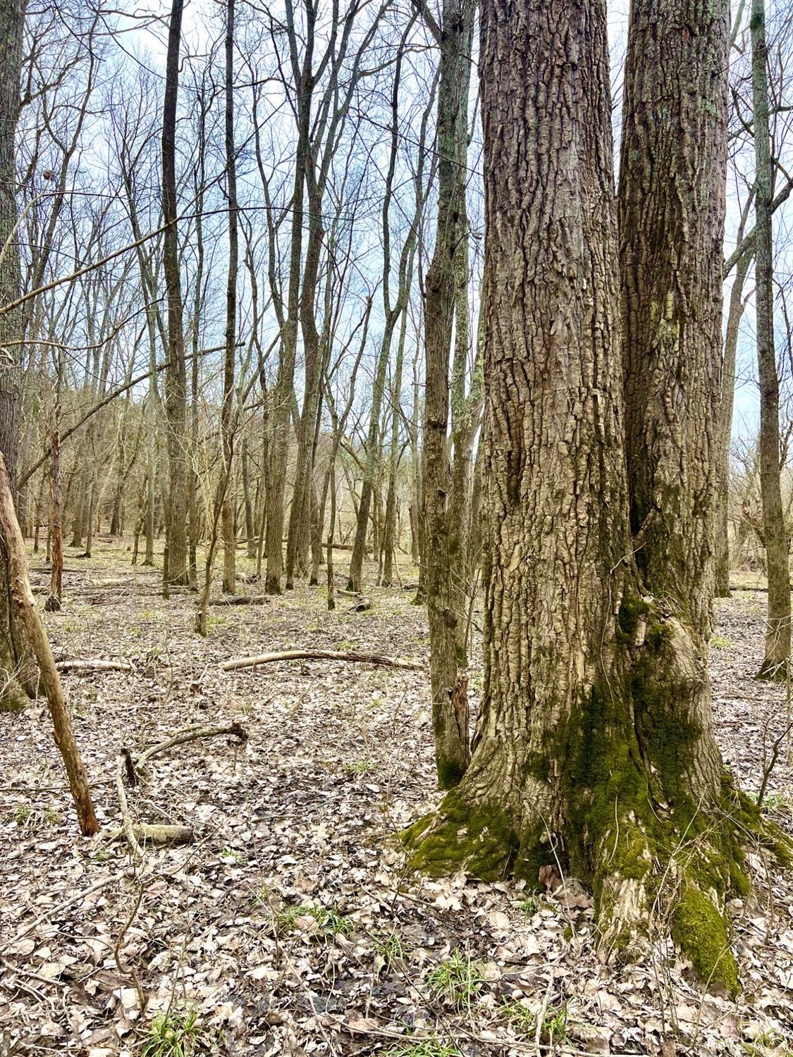 455 Waggoner Riffle Road, Lynx, Ohio image 14