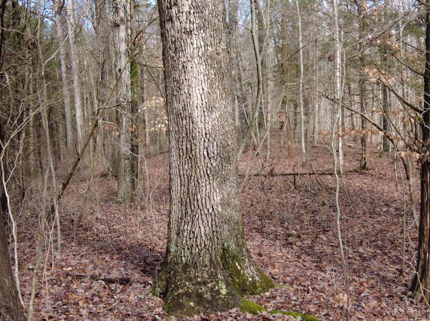 Ac Lawshe Road, Meigs Twp, Ohio image 15