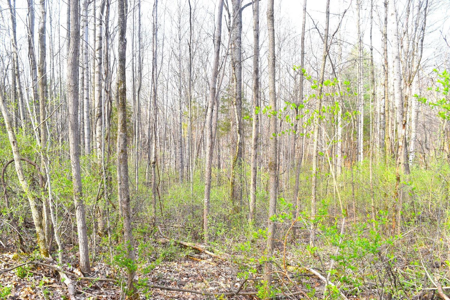 Woodland Trail Road, Metamora, Indiana image 4