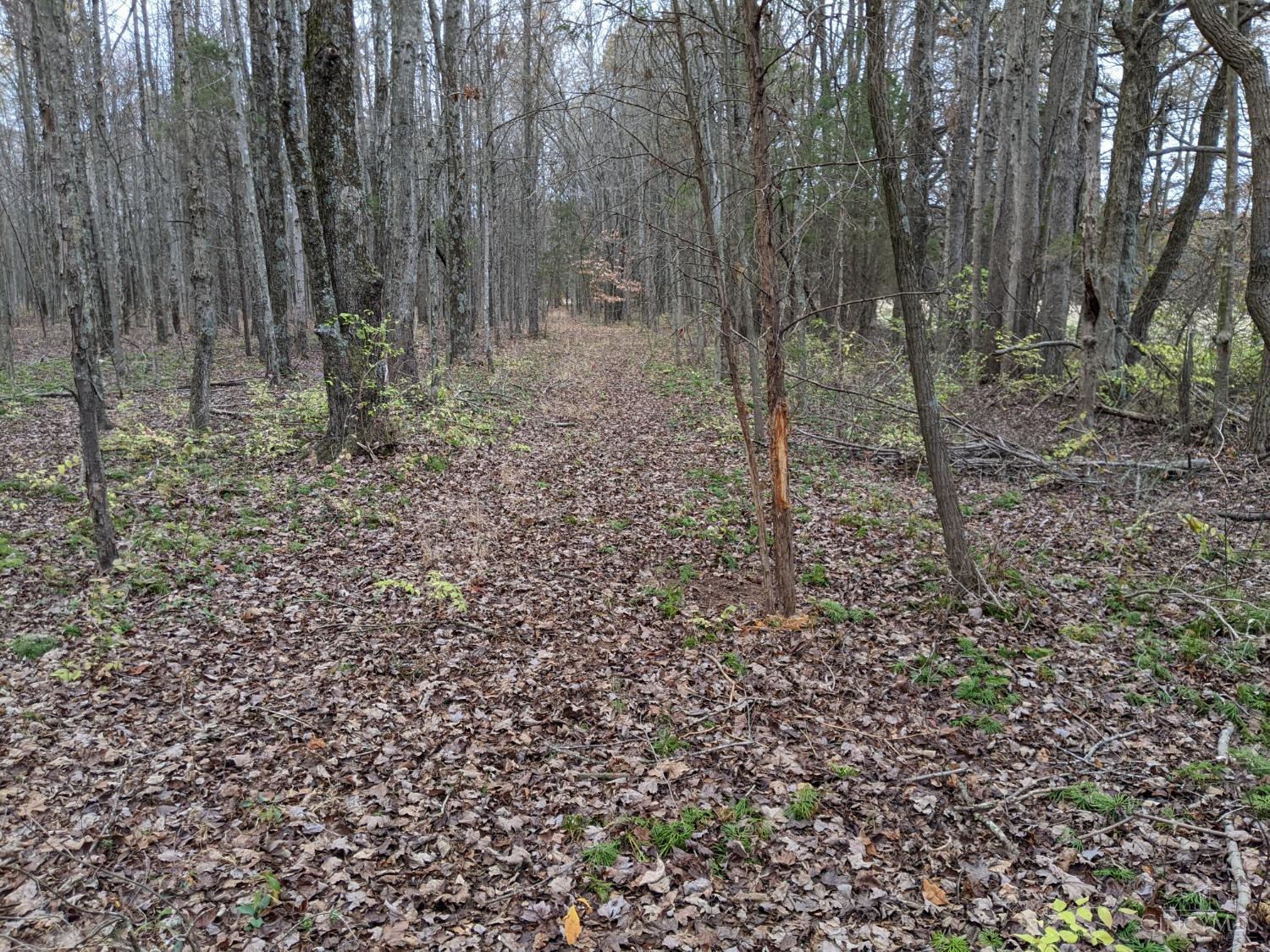 49acres Yankeetown Road, Hamersville, Ohio image 8