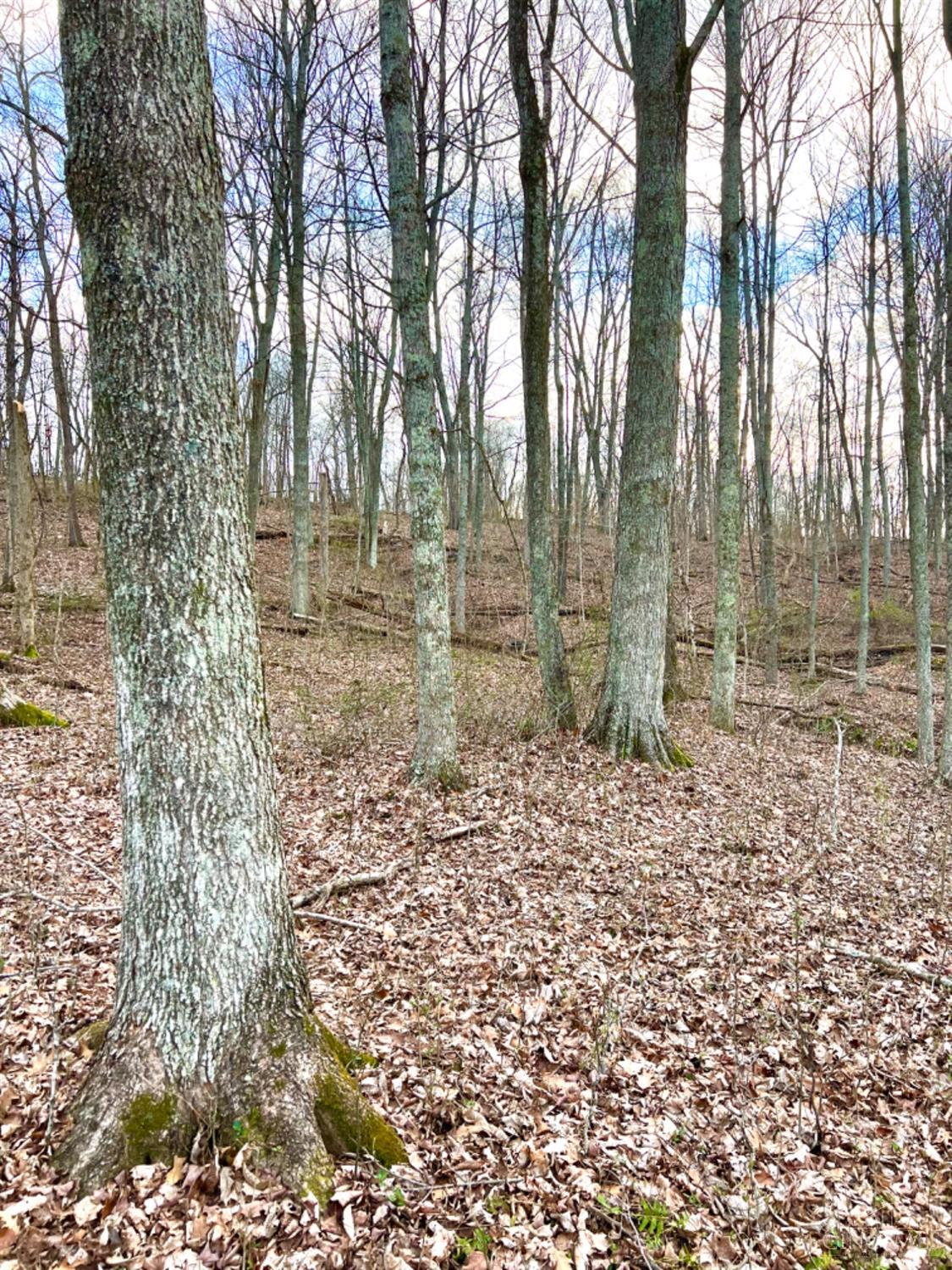 Left Fork Road, Bidwell, Ohio image 47