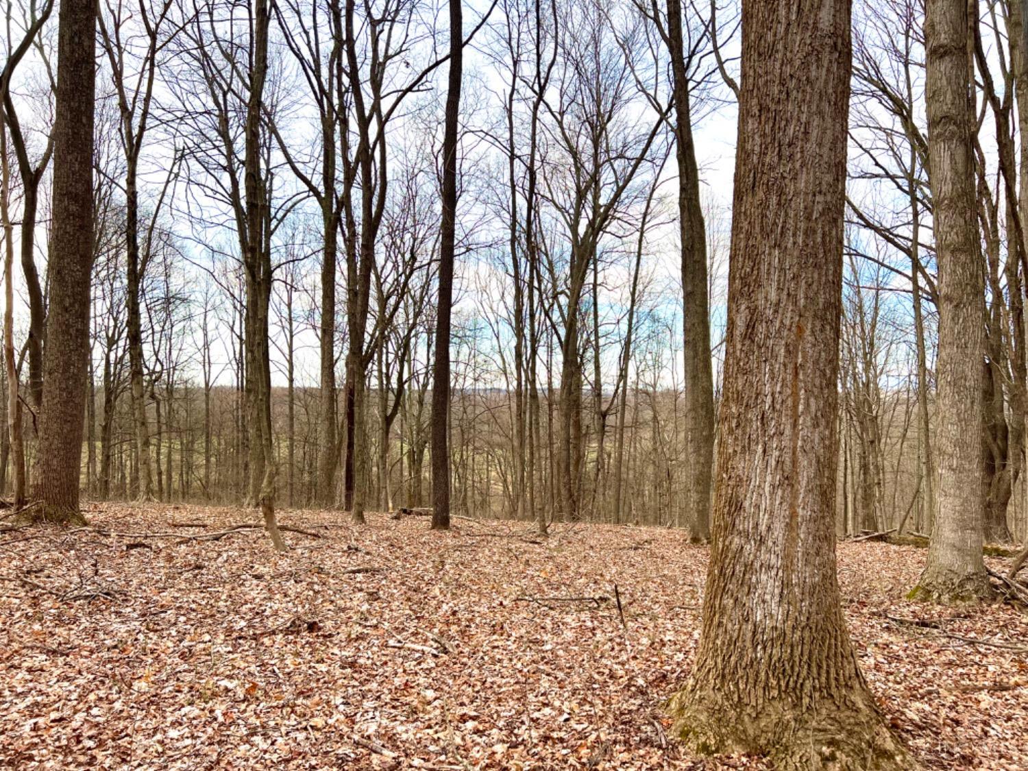 Left Fork Road, Bidwell, Ohio image 37