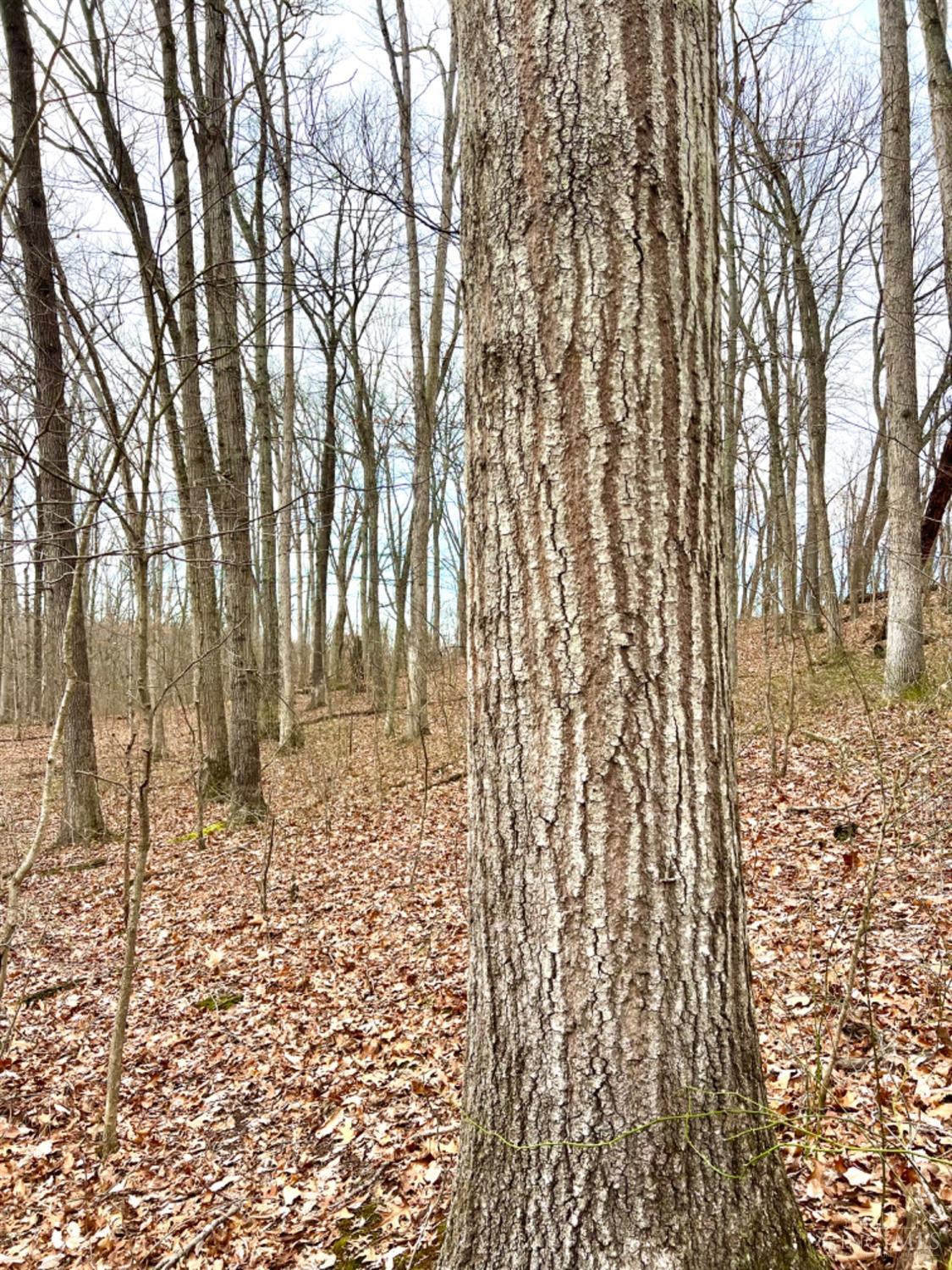 Left Fork Road, Bidwell, Ohio image 24