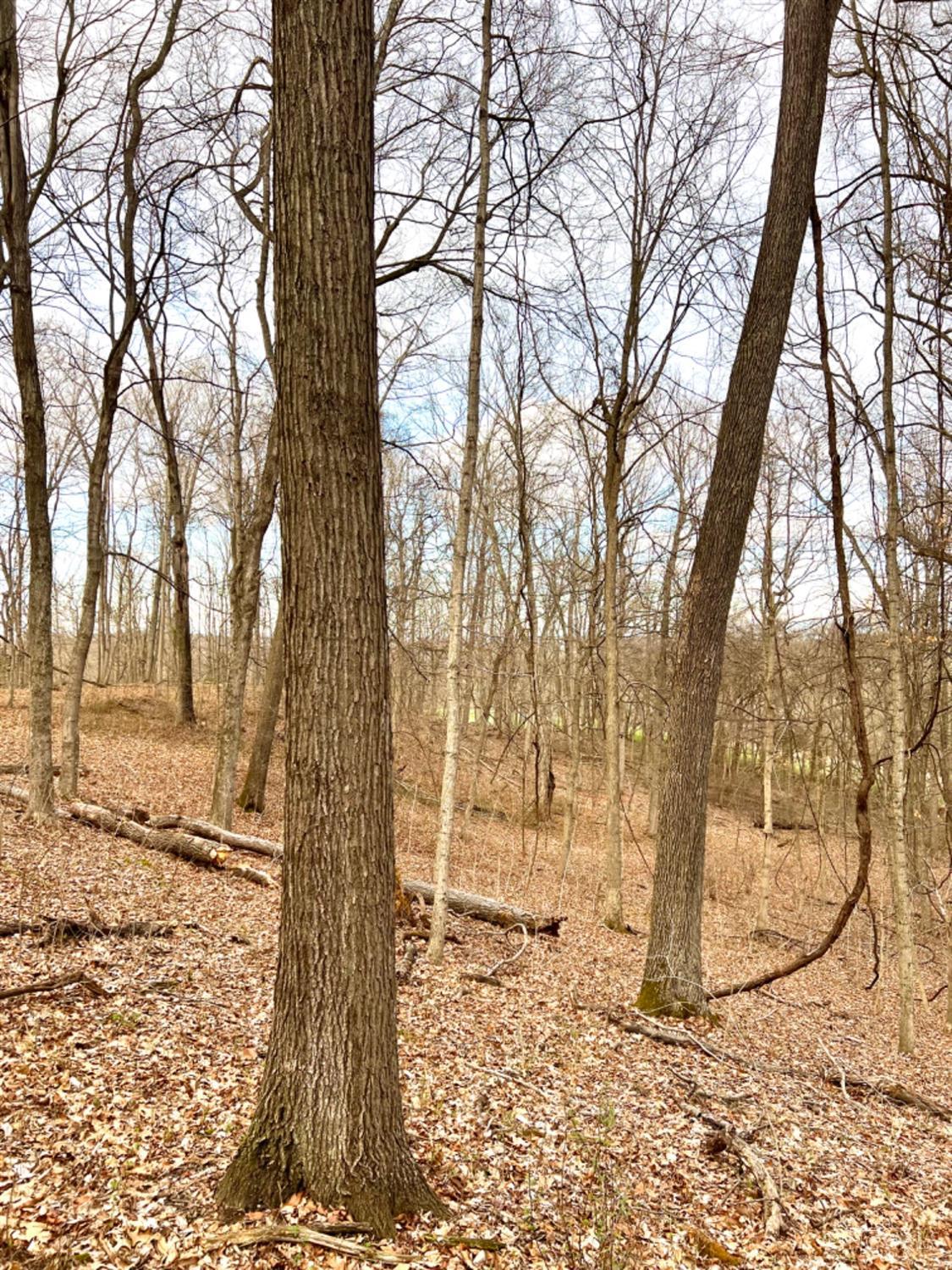 Left Fork Road, Bidwell, Ohio image 38