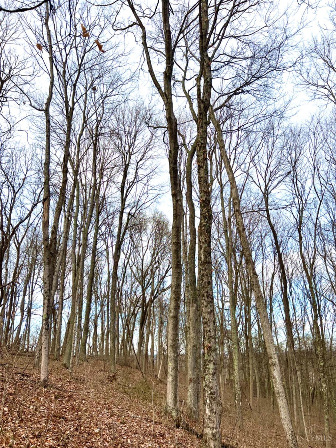 Left Fork Road, Bidwell, Ohio image 40