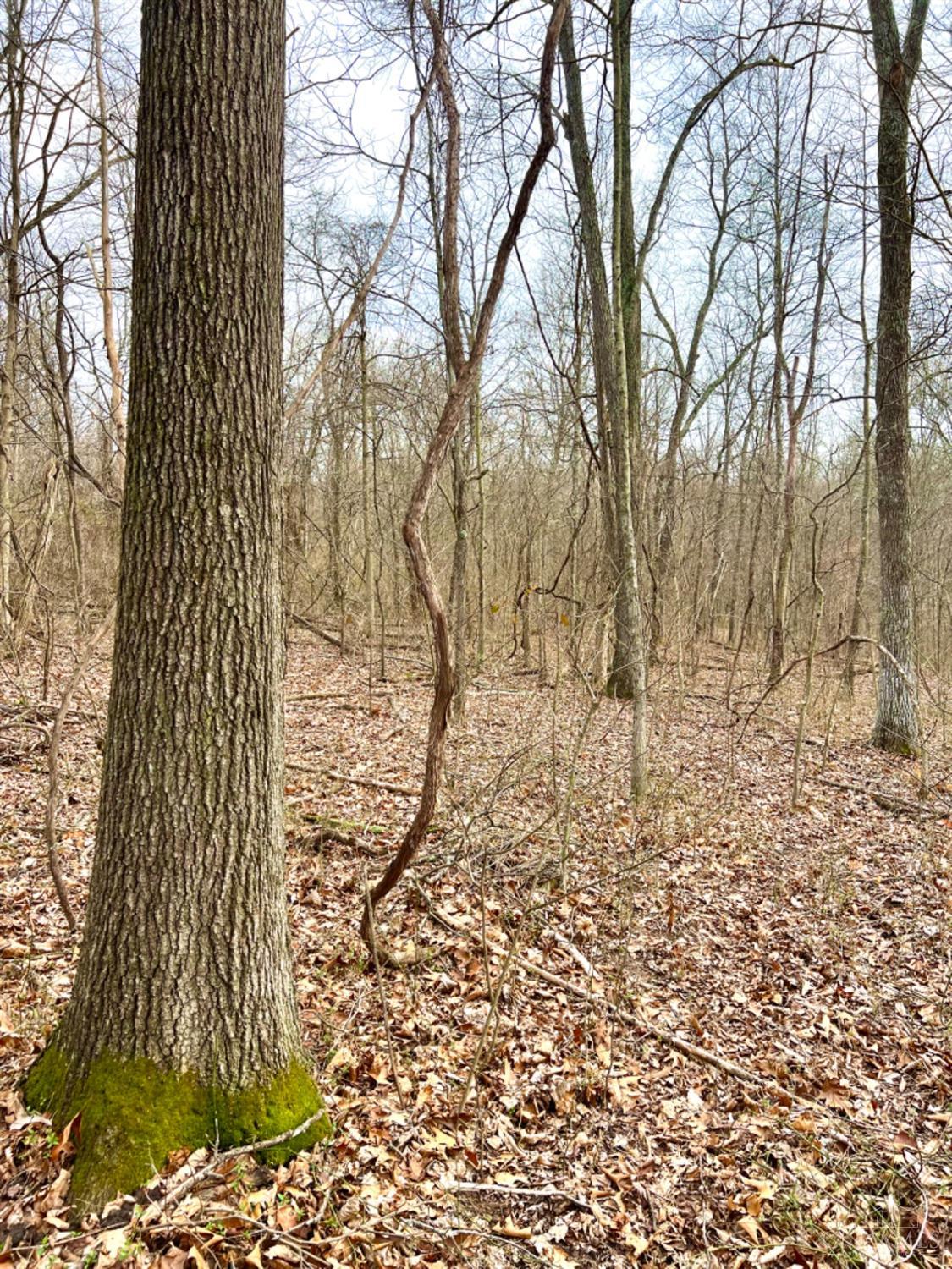 Left Fork Road, Bidwell, Ohio image 18