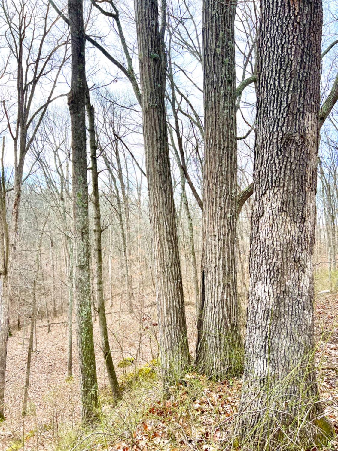 Left Fork Road, Bidwell, Ohio image 14