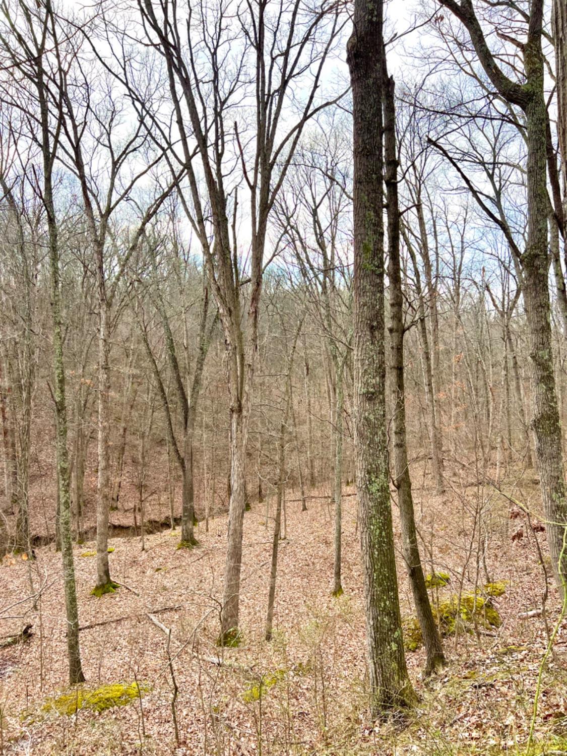 Left Fork Road, Bidwell, Ohio image 17