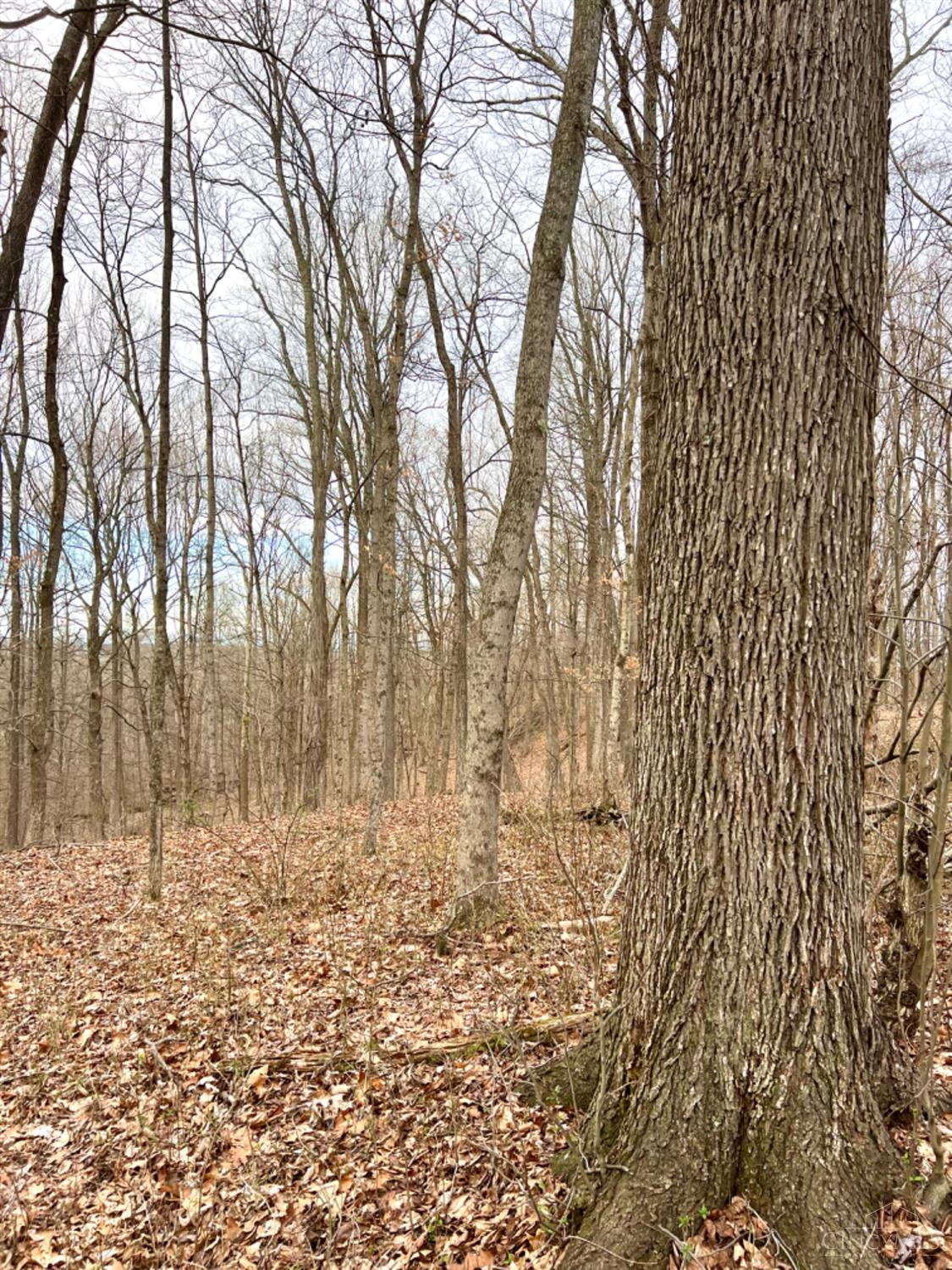 Left Fork Road, Bidwell, Ohio image 30