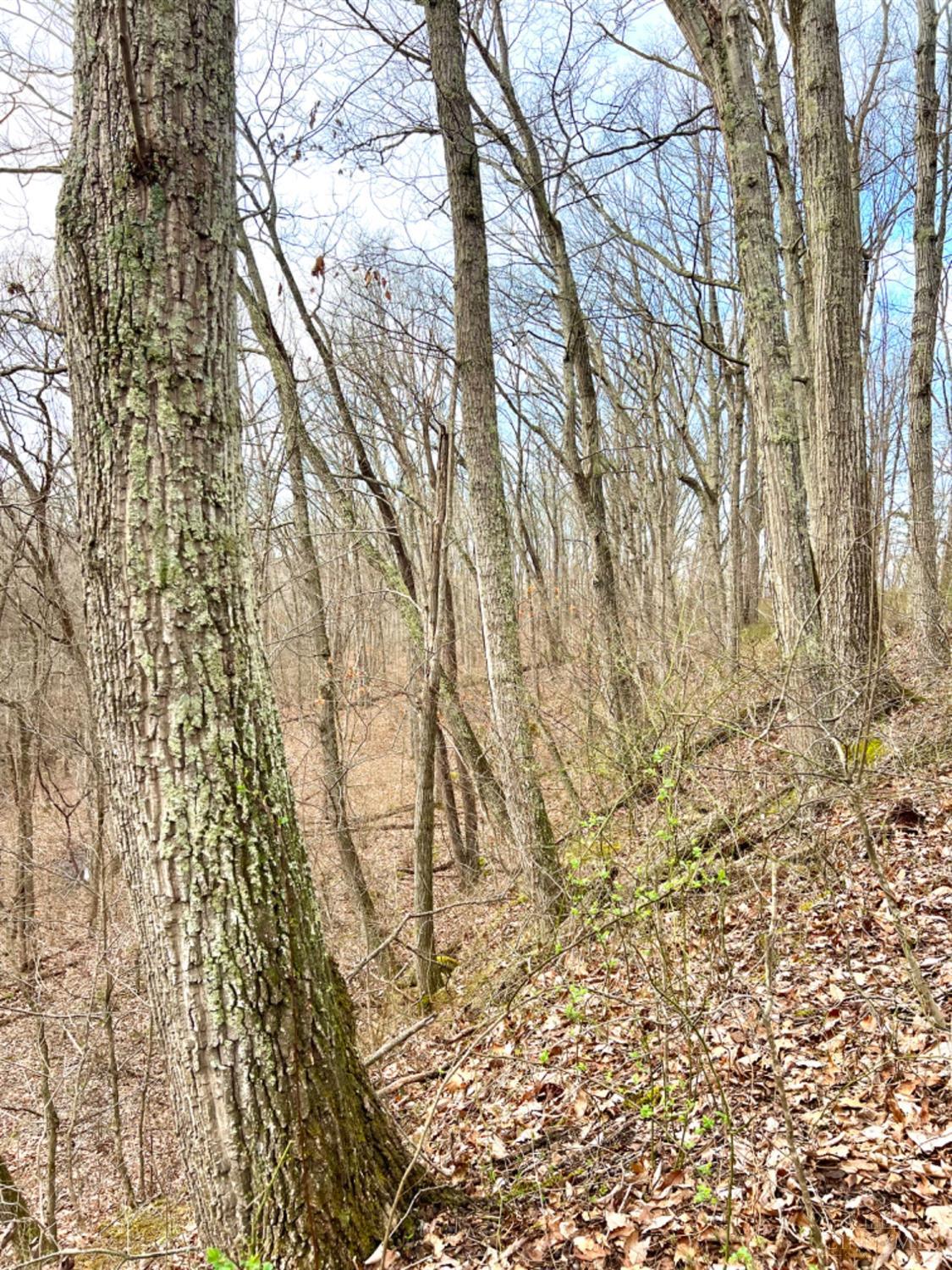 Left Fork Road, Bidwell, Ohio image 10