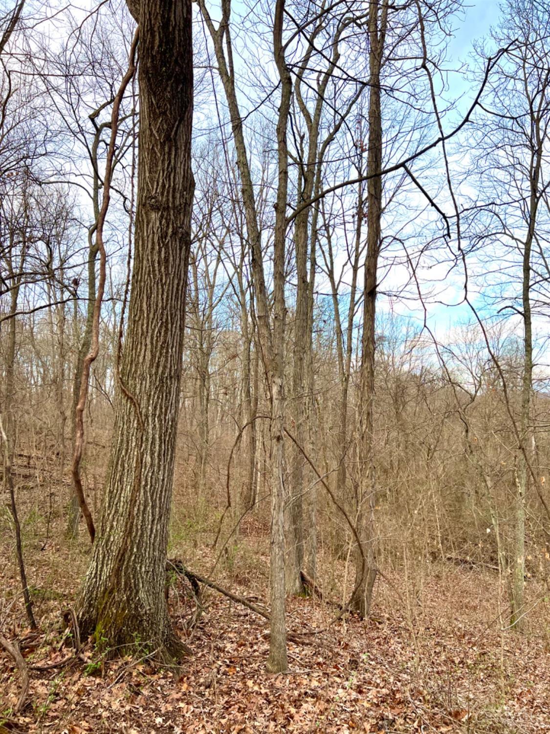 Left Fork Road, Bidwell, Ohio image 43