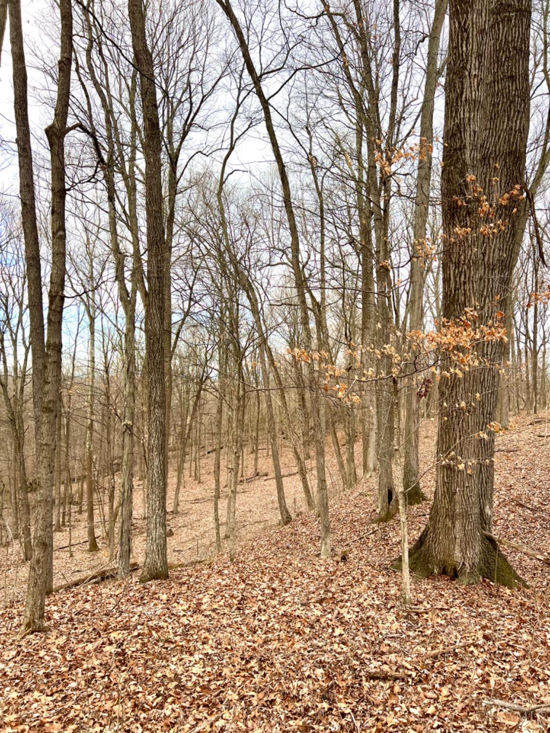 Left Fork Road, Bidwell, Ohio image 31