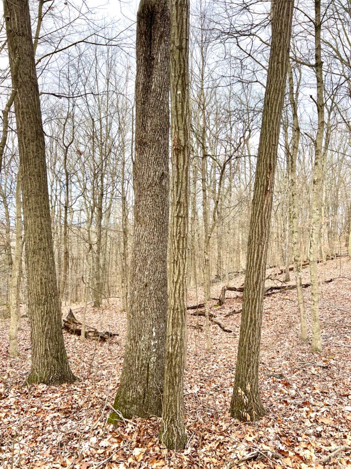 Left Fork Road, Bidwell, Ohio image 29