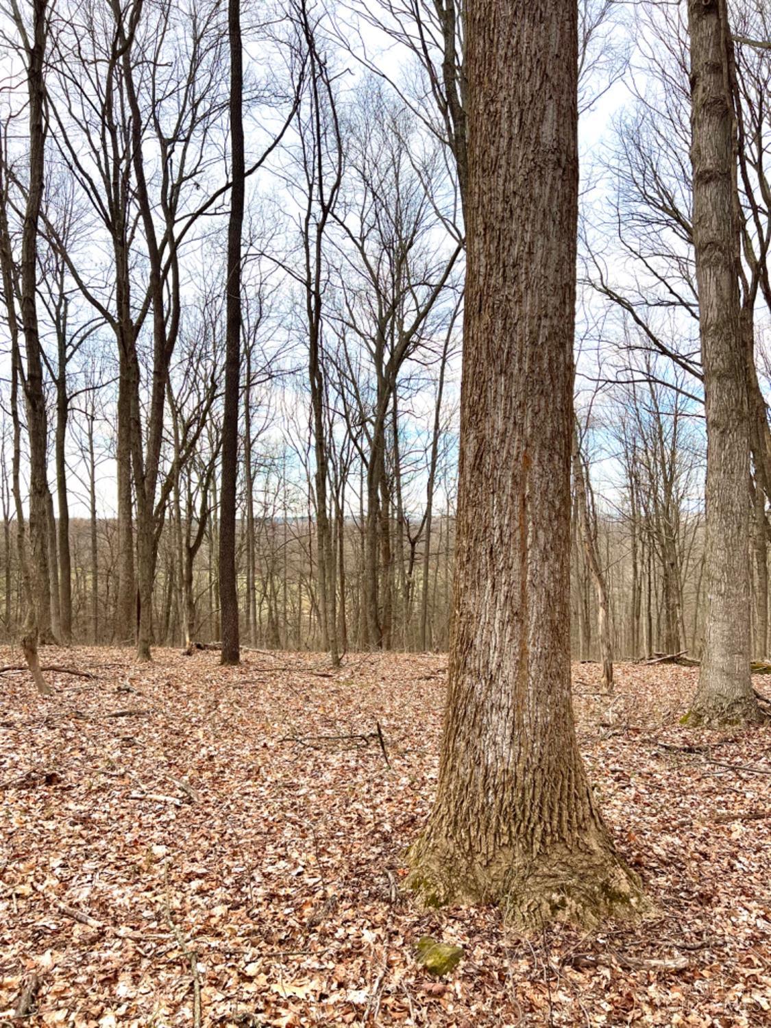 Left Fork Road, Bidwell, Ohio image 35