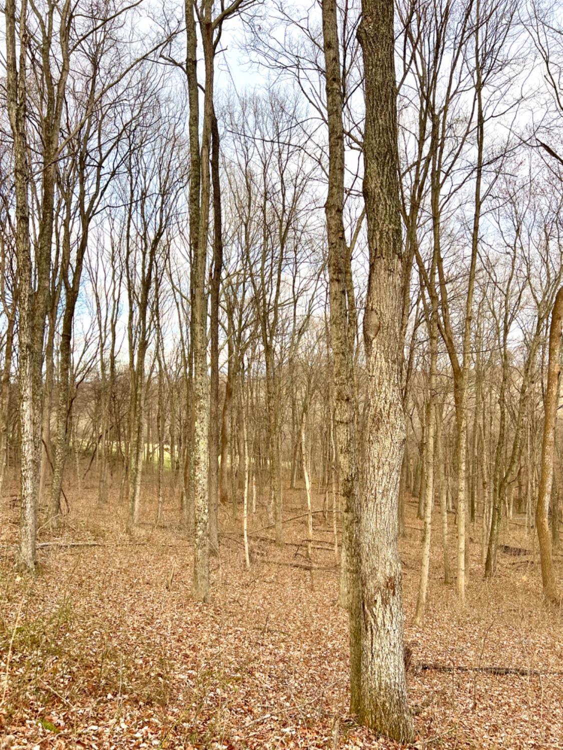 Left Fork Road, Bidwell, Ohio image 39