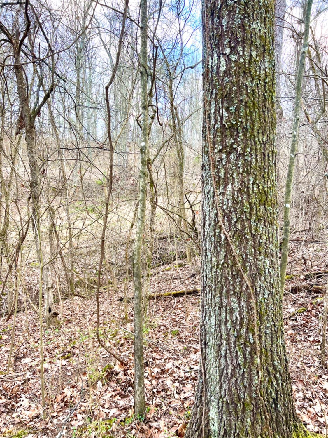 Left Fork Road, Bidwell, Ohio image 45