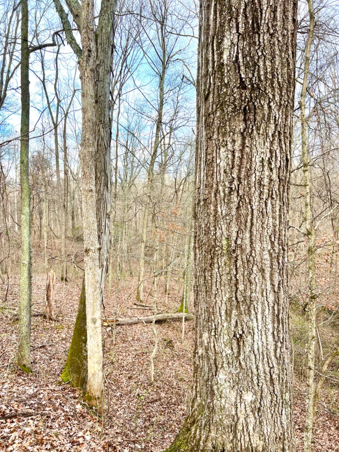 Left Fork Road, Bidwell, Ohio image 44