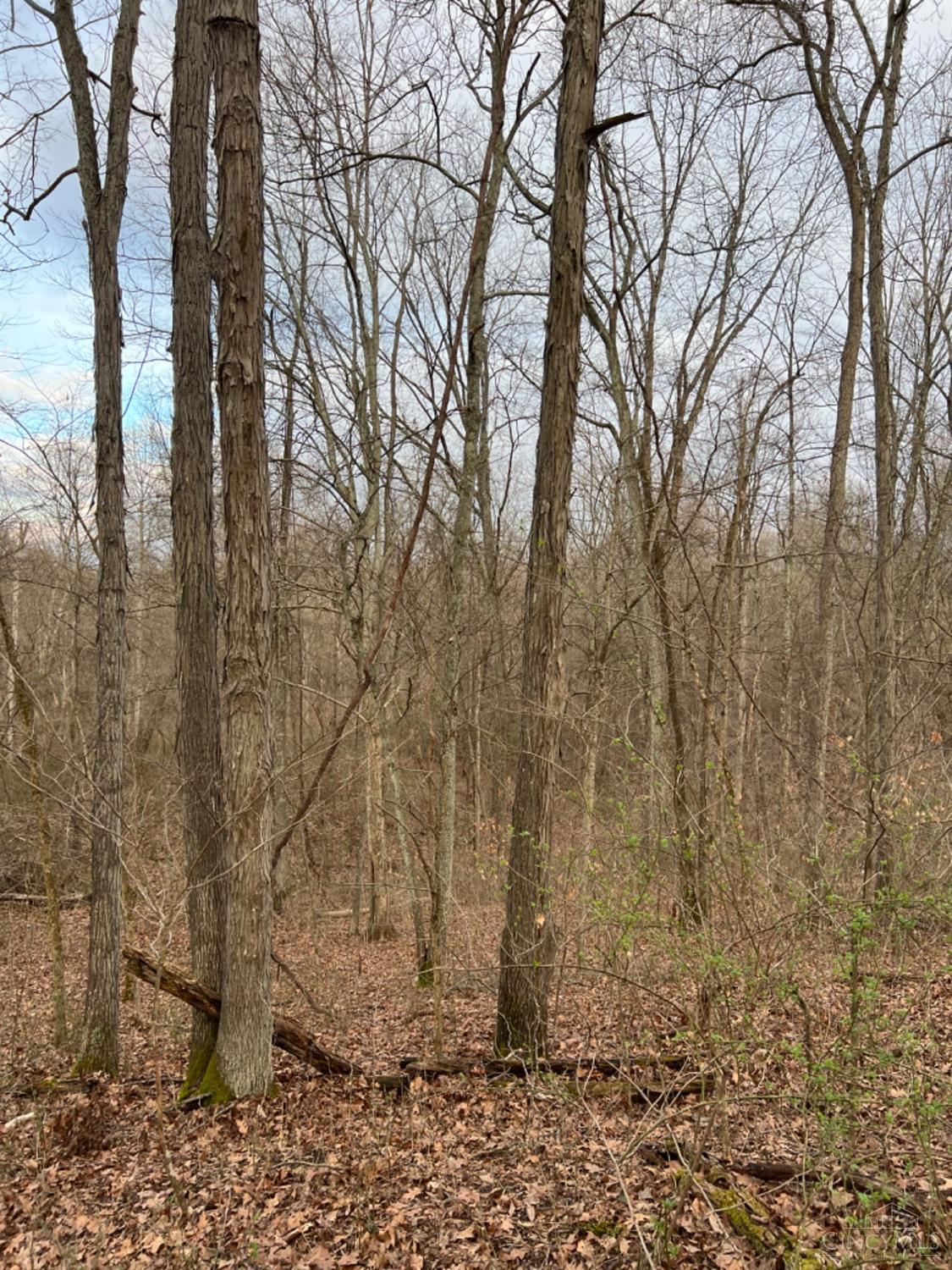 Left Fork Road, Bidwell, Ohio image 42