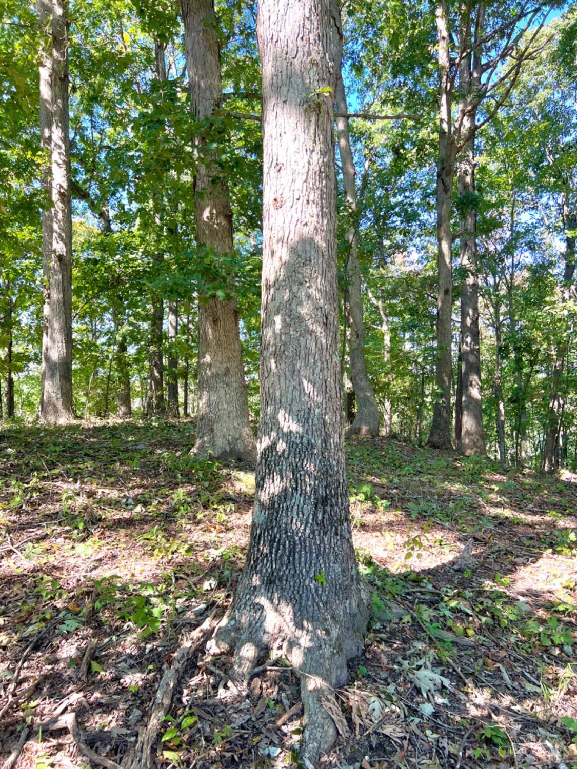 Hinkley Hollow Road, Clayton, Ohio image 46