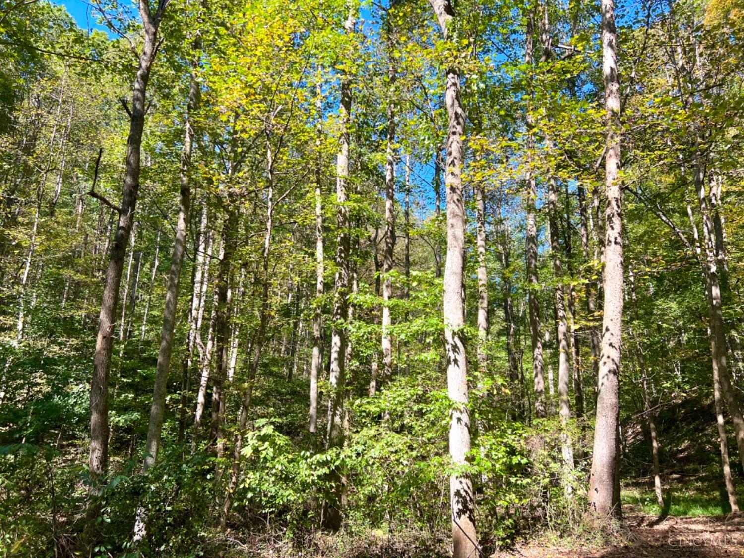 Hinkley Hollow Road, Clayton, Ohio image 32