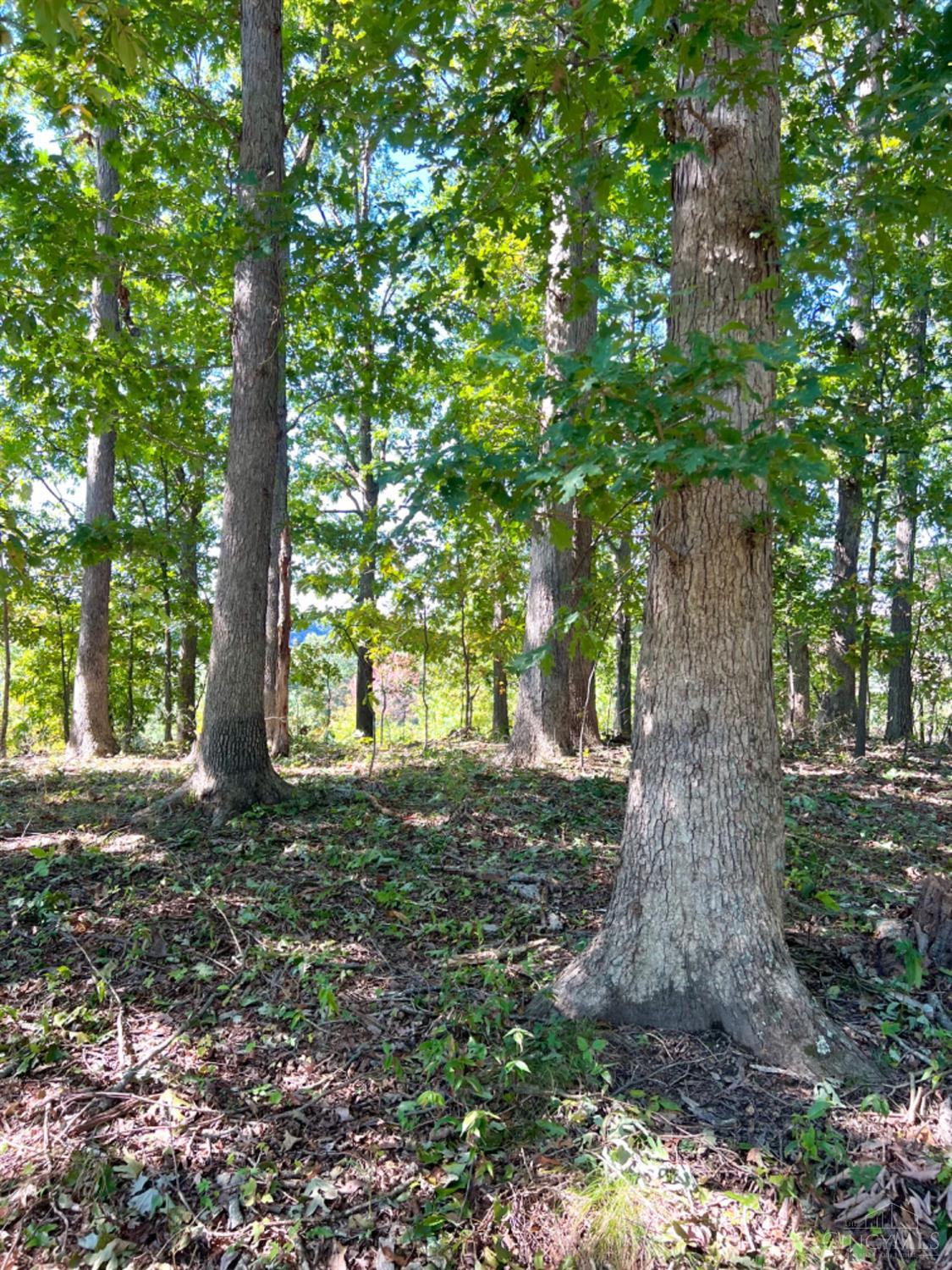 Hinkley Hollow Road, Clayton, Ohio image 3