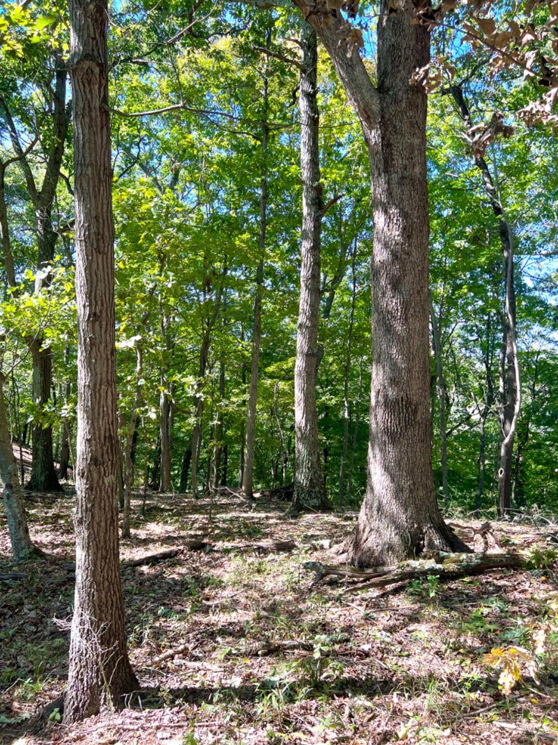 Hinkley Hollow Road, Clayton, Ohio image 14