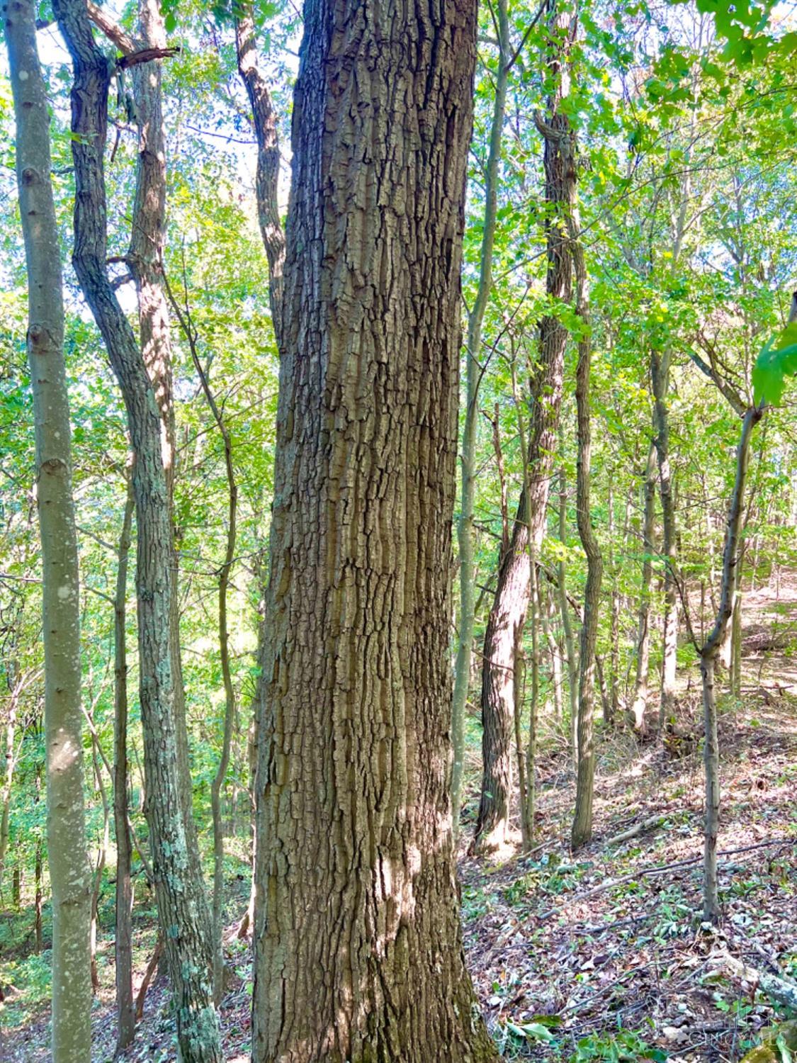 Hinkley Hollow Road, Clayton, Ohio image 44