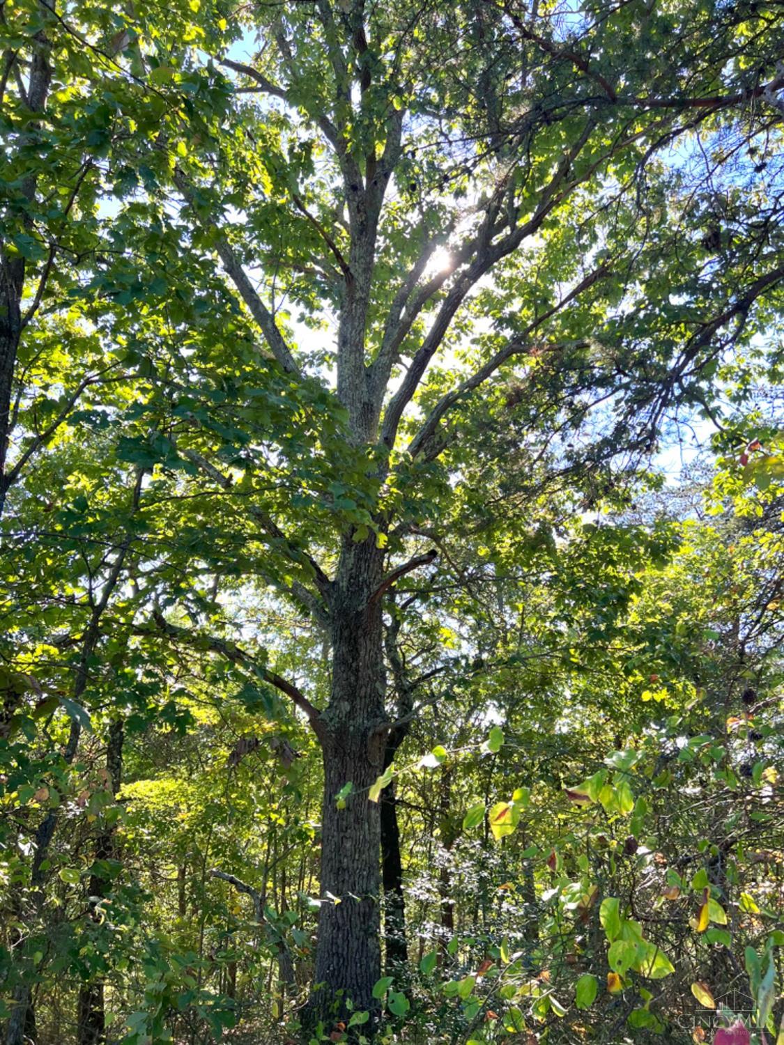 Hinkley Hollow Road, Clayton, Ohio image 21