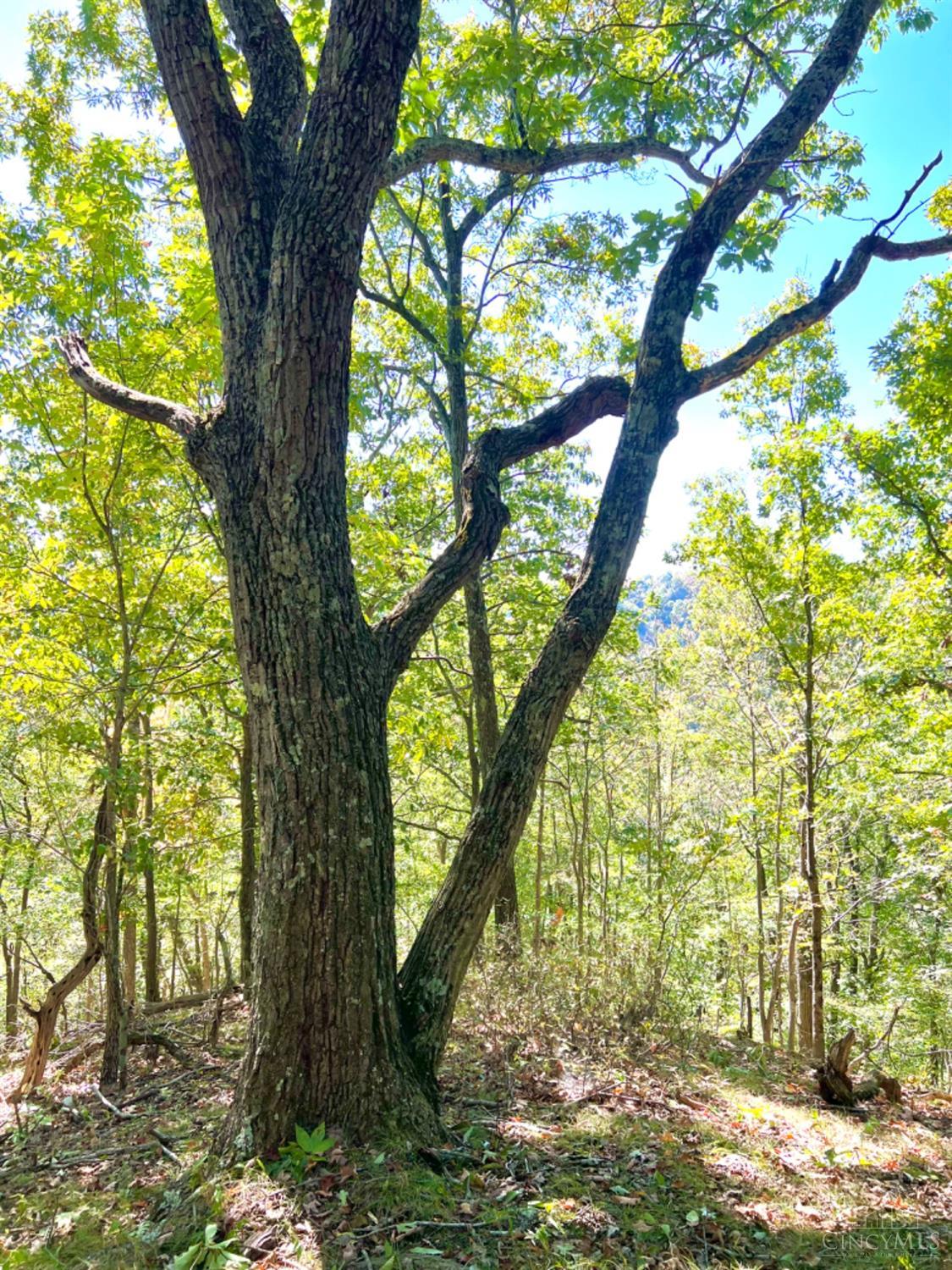 Hinkley Hollow Road, Clayton, Ohio image 39