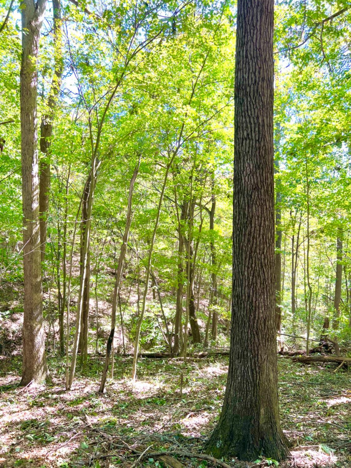 Hinkley Hollow Road, Clayton, Ohio image 42