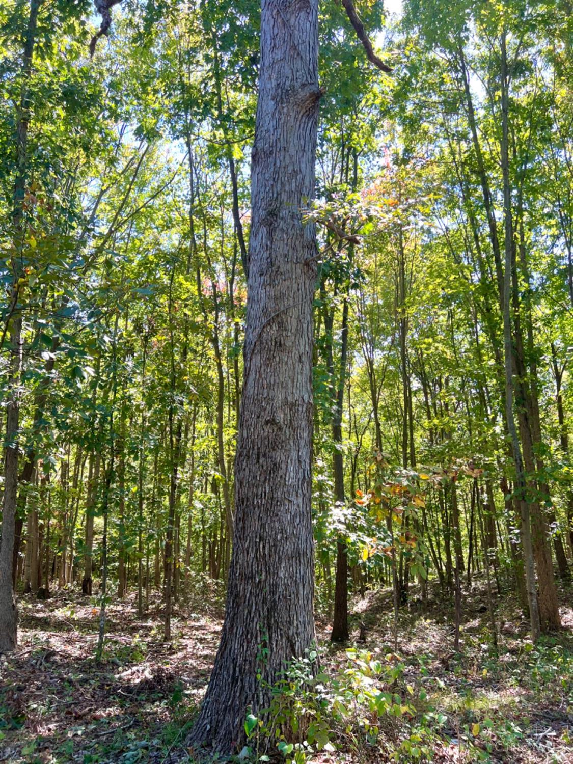 Hinkley Hollow Road, Clayton, Ohio image 18