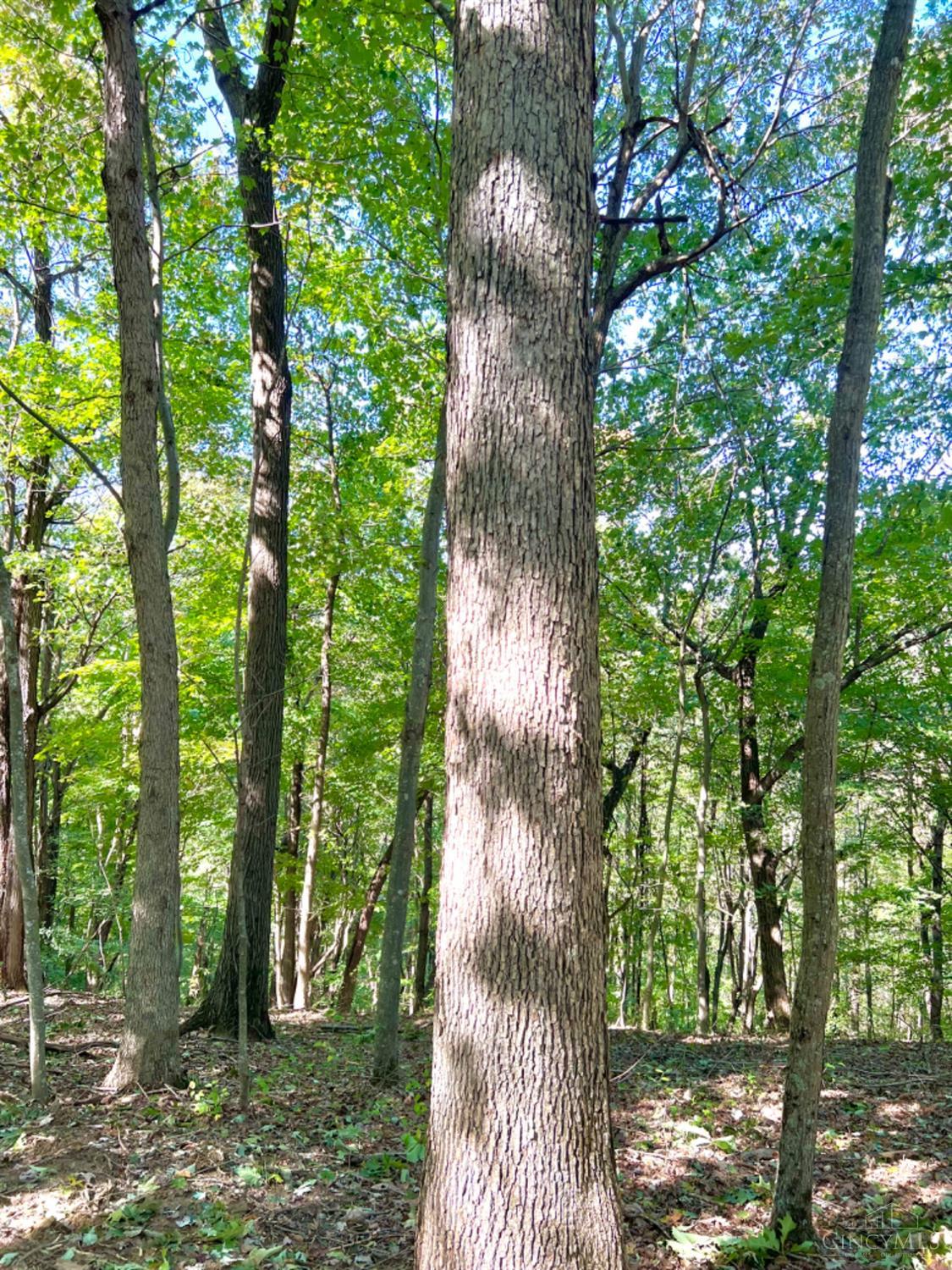 Hinkley Hollow Road, Clayton, Ohio image 9