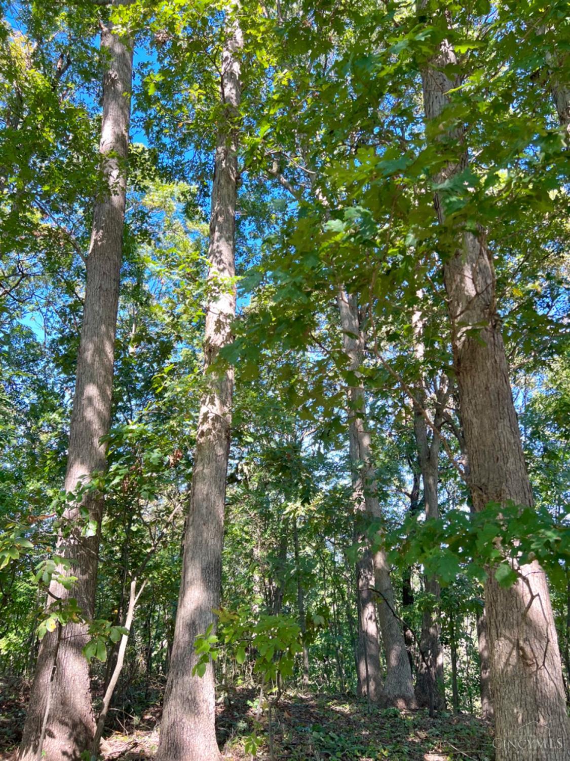 Hinkley Hollow Road, Clayton, Ohio image 16