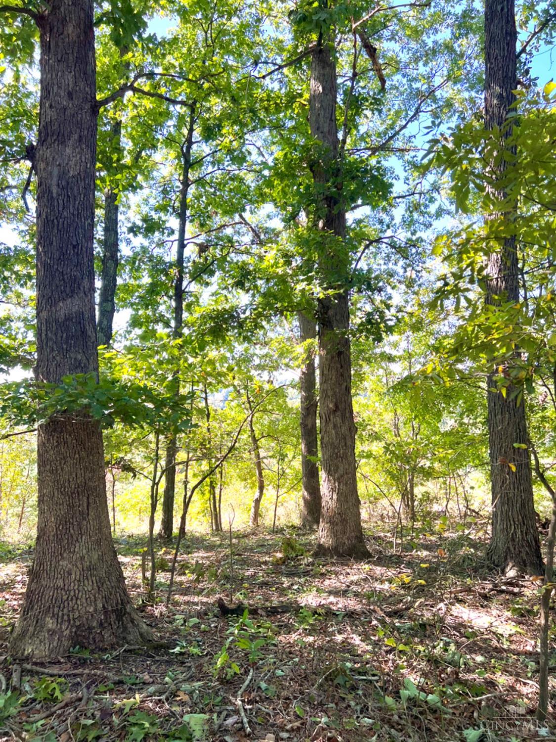 Hinkley Hollow Road, Clayton, Ohio image 10