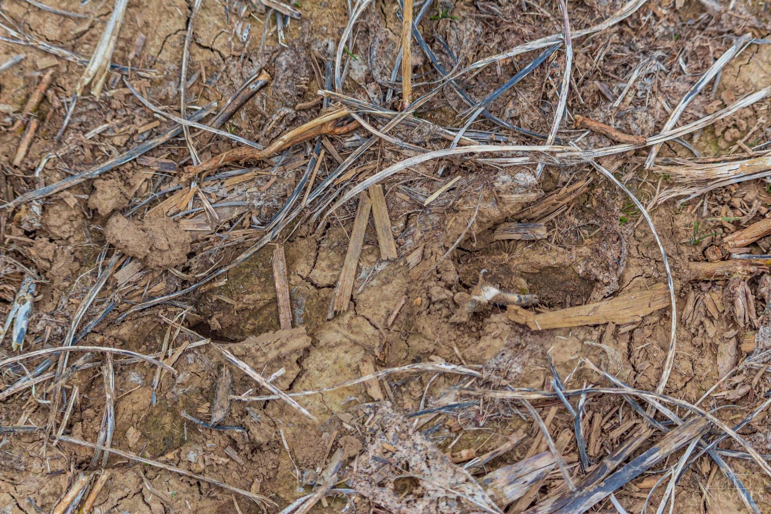 290 Dutch Thomas Road