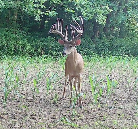 Vacant Land For Sale - Blue Creek Road<br/> Adams County, Blue Creek, OH 45684