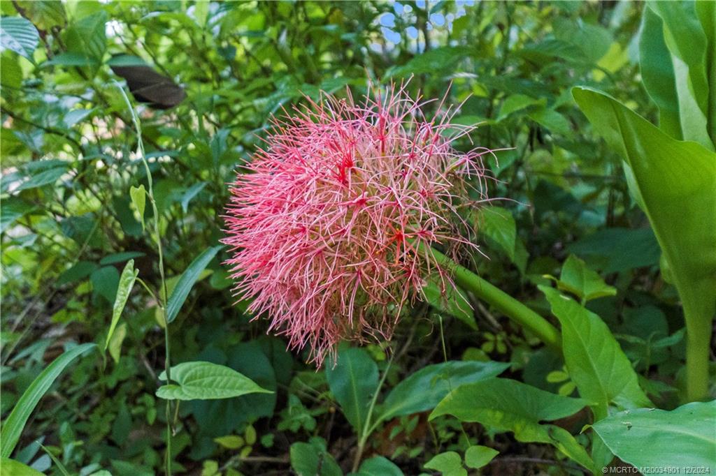 Palm City, Florida 34990, United States, 5 Bedrooms Bedrooms, ,4 BathroomsBathrooms,Residential,Pending,74669