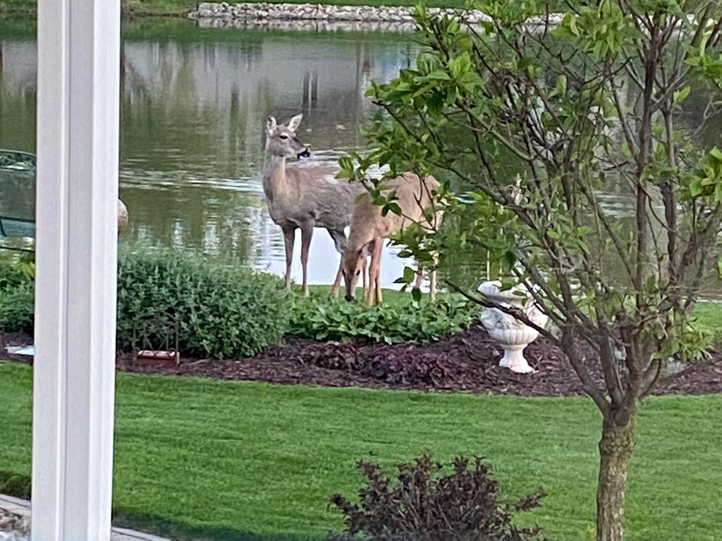 Photo of 817 Mary Ellen Drive, Crown Point, IN 46307 (MLS # 834378)