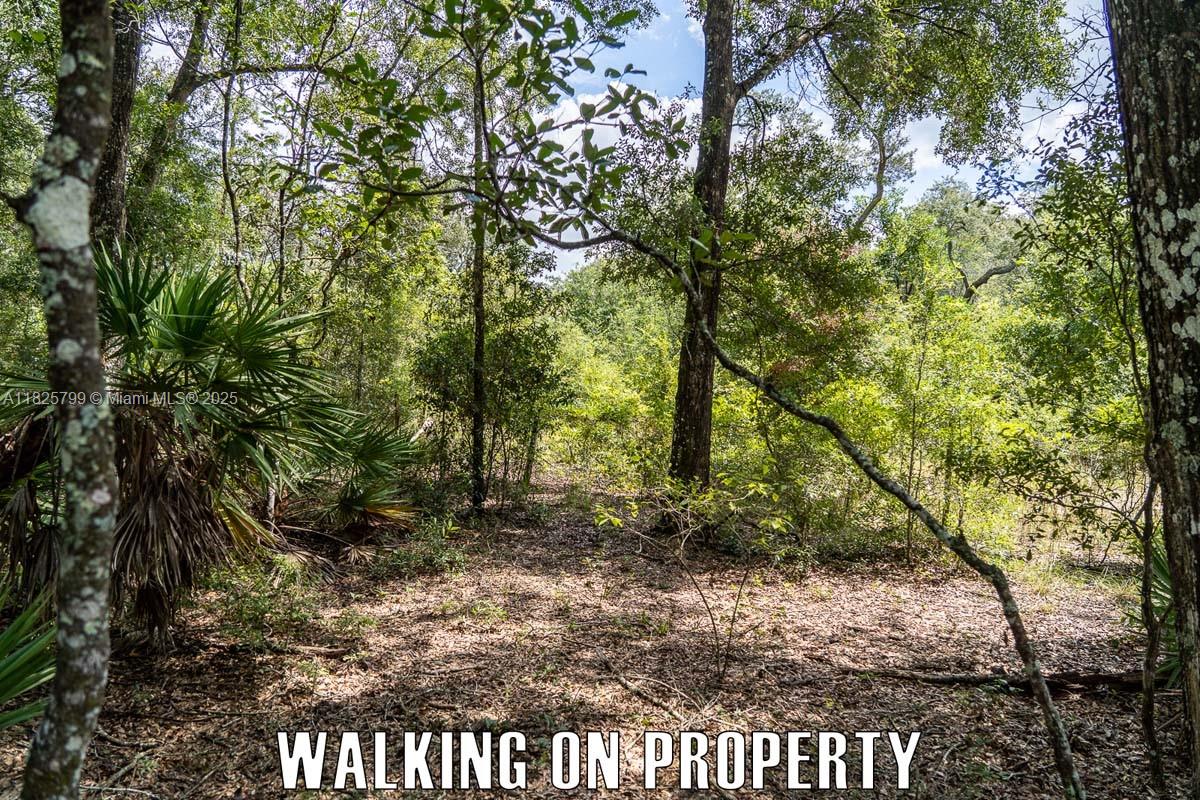 FANNIN FOREST - Land