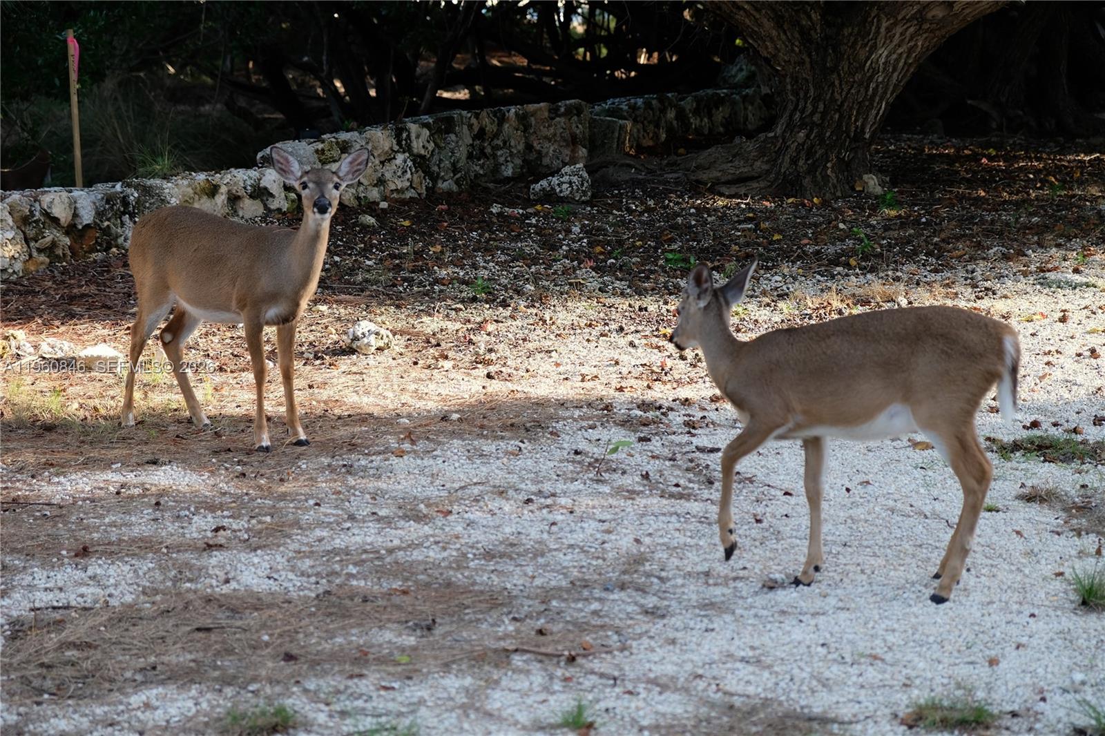 Long Beach Estates - Land