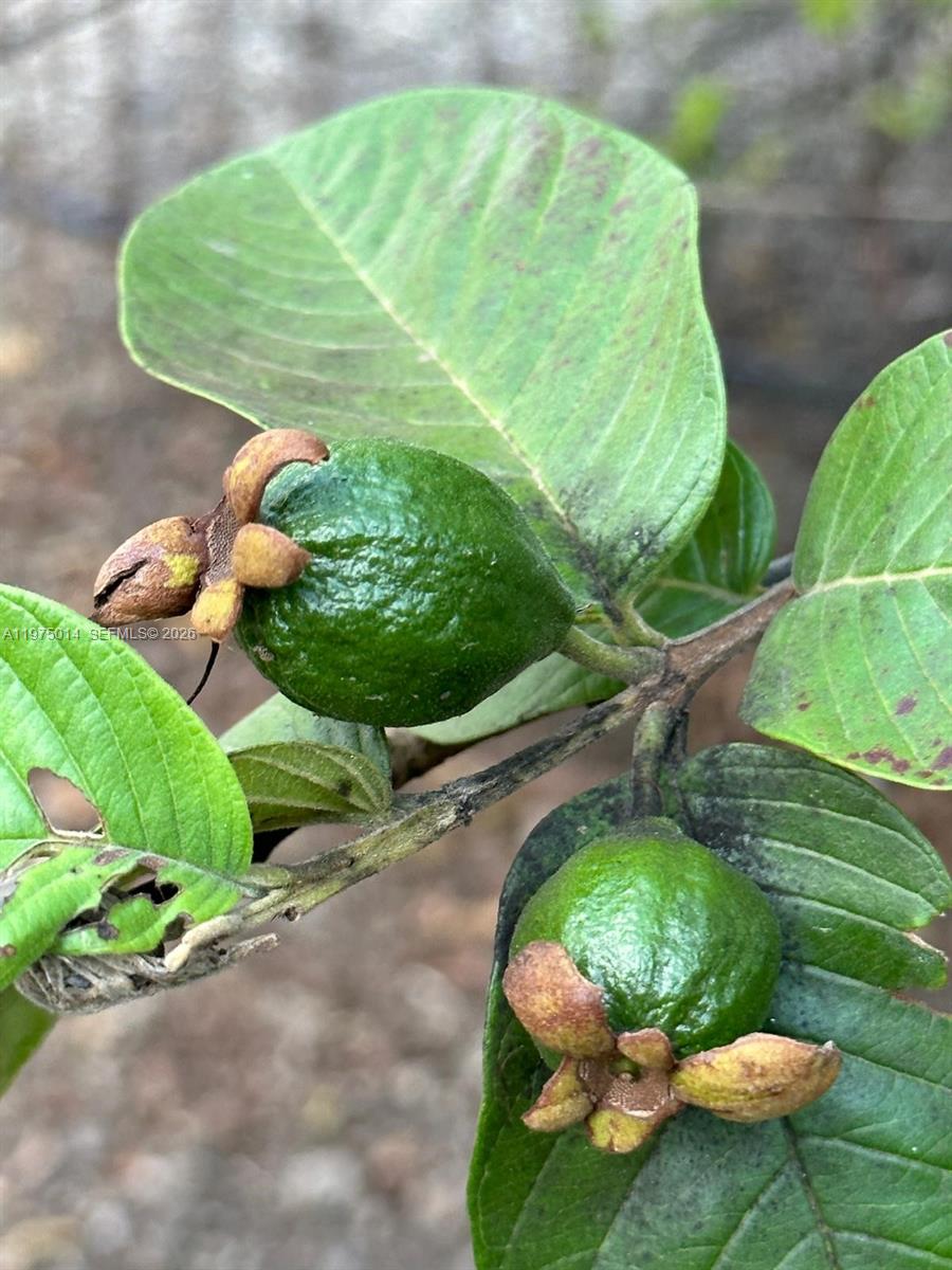 REDLANDS - Residential