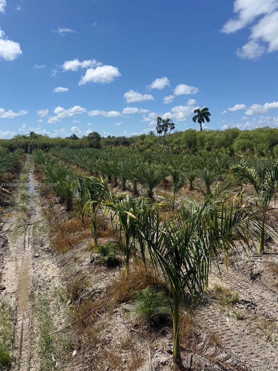 MIAMI LAND & DEV COS SUB - Land