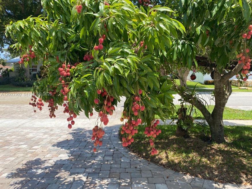 1 YEAR OR SEASONAL. CHARMING SINGLE-STORY HOME IN THE HIGHLY SOUGHT AFTER BOCA RATON SQUARE NEIGHBORHOOD. RARELY AVAILABLE BEAUTIFUL FURNISHED 3/3 READY TO MOVE. 2,250 SF. UPDATED KITCHEN, BATHROOMS, NEW POOL,FAMILY, IMPACT WINDOWS, LARGE BACKYARD, BBQ, GREAT SCHOOLS, CLOSE TO BEACHES, MAYOR HIGHWAYS, PERGOLA IN WOOD, FRUIT TREES, BIG MASTER BEDROOM AND PRIVATE PATIO. THE PRIMARY SUIT OFFERS A DOORS OUT BACKYARD. THE 3 BEDROOMS OFFER WALK IN CLOSET. THE OWNERS HAVE MIRACULOUSLY MAINTAINED. SOLAR PANELS, WHOLE HOUSE WATER FILTER. DRIVEWAY FOR 6 CARS. LOCATION. LOCATION CLOSE TO BEACHES (1.8 MILES), MIZNER PARK, RESTAURANTS, SHOPING, 195 AND MORE LOCATIO, LOCATION, LOCATION. NEAR TO PUBLIX, TRADER JOE'S, ETC. OUTSIDE JACUZZI. LANSCAPING 2 TIMES A MONTH