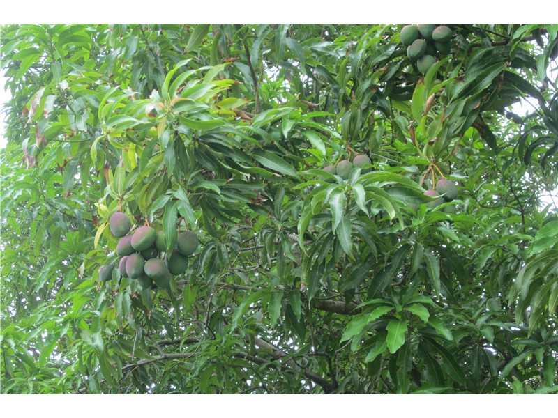 BISCAYNE POINT - Residential