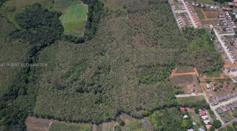 Mature Teak Plantation San Pablo Viejo, Chiriqui, Panama
